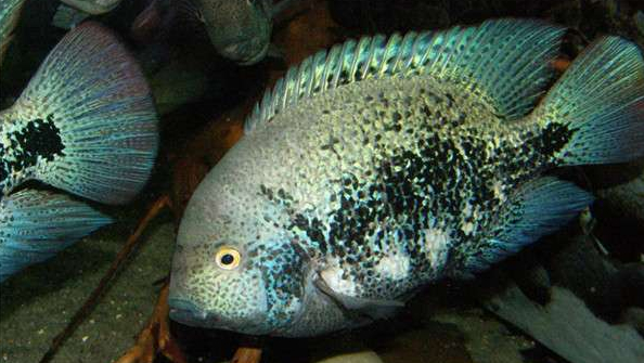 南美慈鲷,慈鲷有黑色的吗