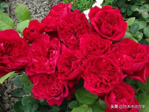 比较香又好养的月季 (颜值高又好养的月季适合阳台党的)