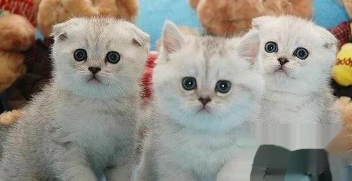 英国短毛猫小猫如何饲养,英国短毛猫饲养方法