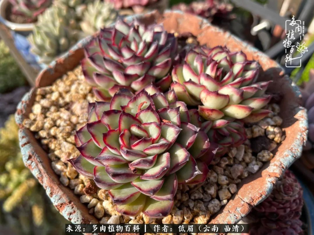 怎么在多肉植物百科投稿,怎样向多肉植物百科投稿