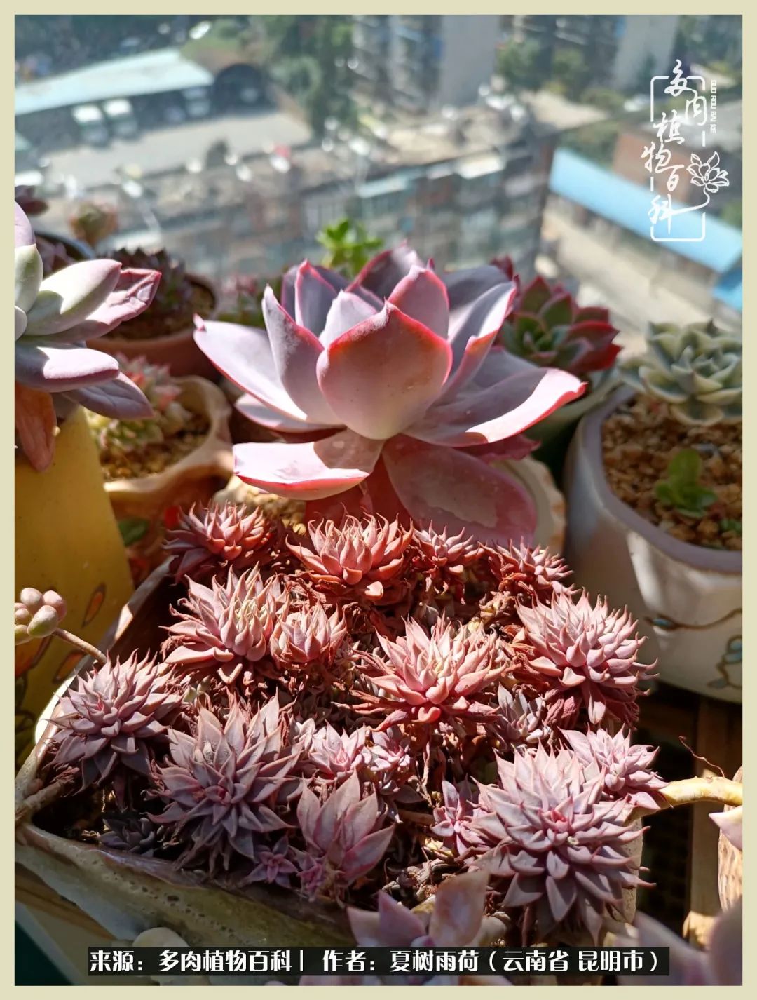 自从养了多肉有了窗台想要个阳台,养多肉10年多