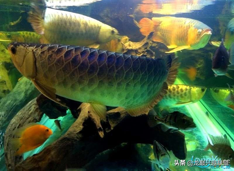 手把手教你做龙鱼最强营养秘方食谱--鲜虾牛肉狮子头,别馋哈