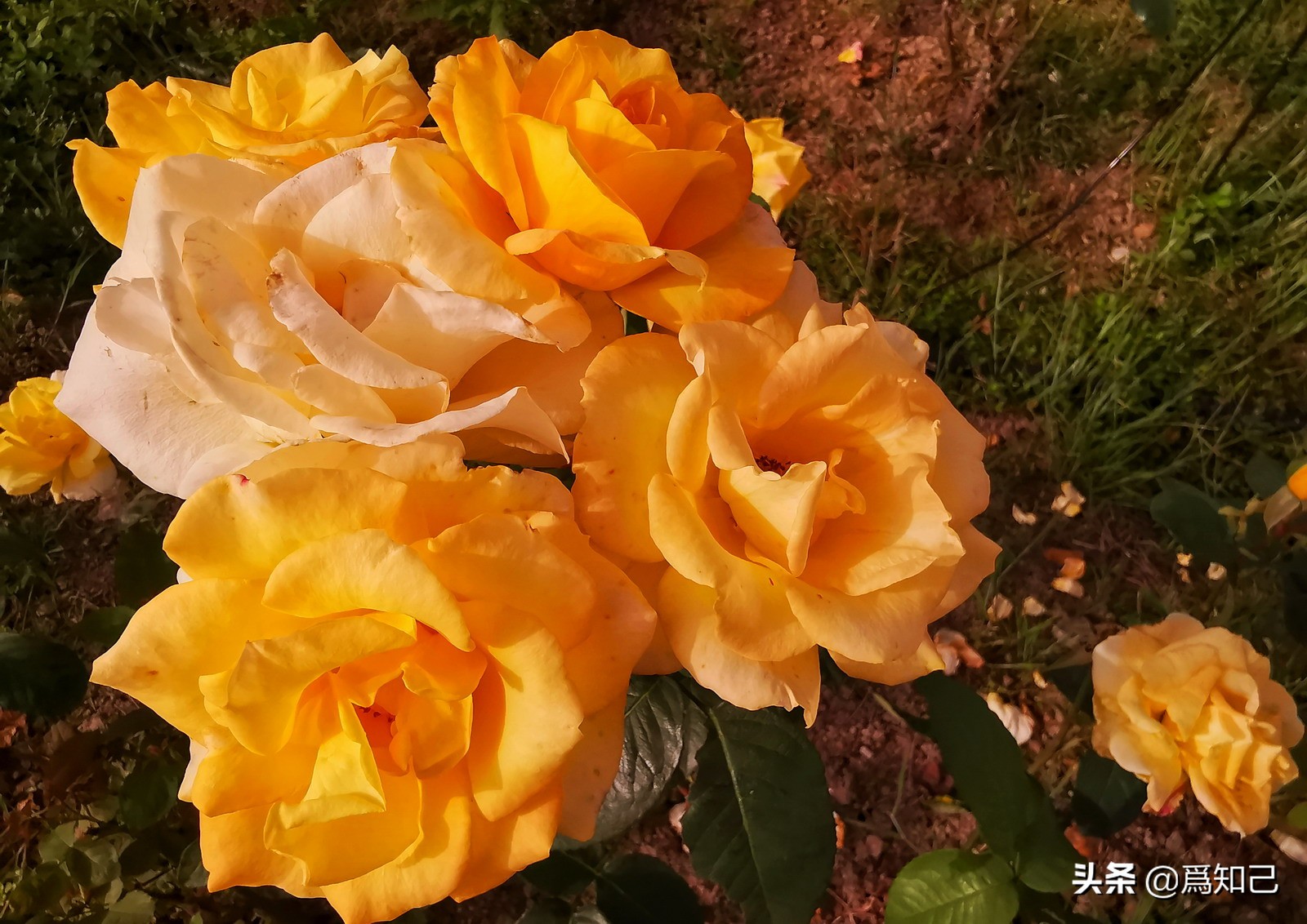 湖边矮花海怎么拍照好看,草原花海拍照怎么拍出高级感