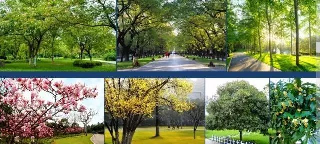 幸福林带绿化方案曝光，城东体育场馆群呼之欲出