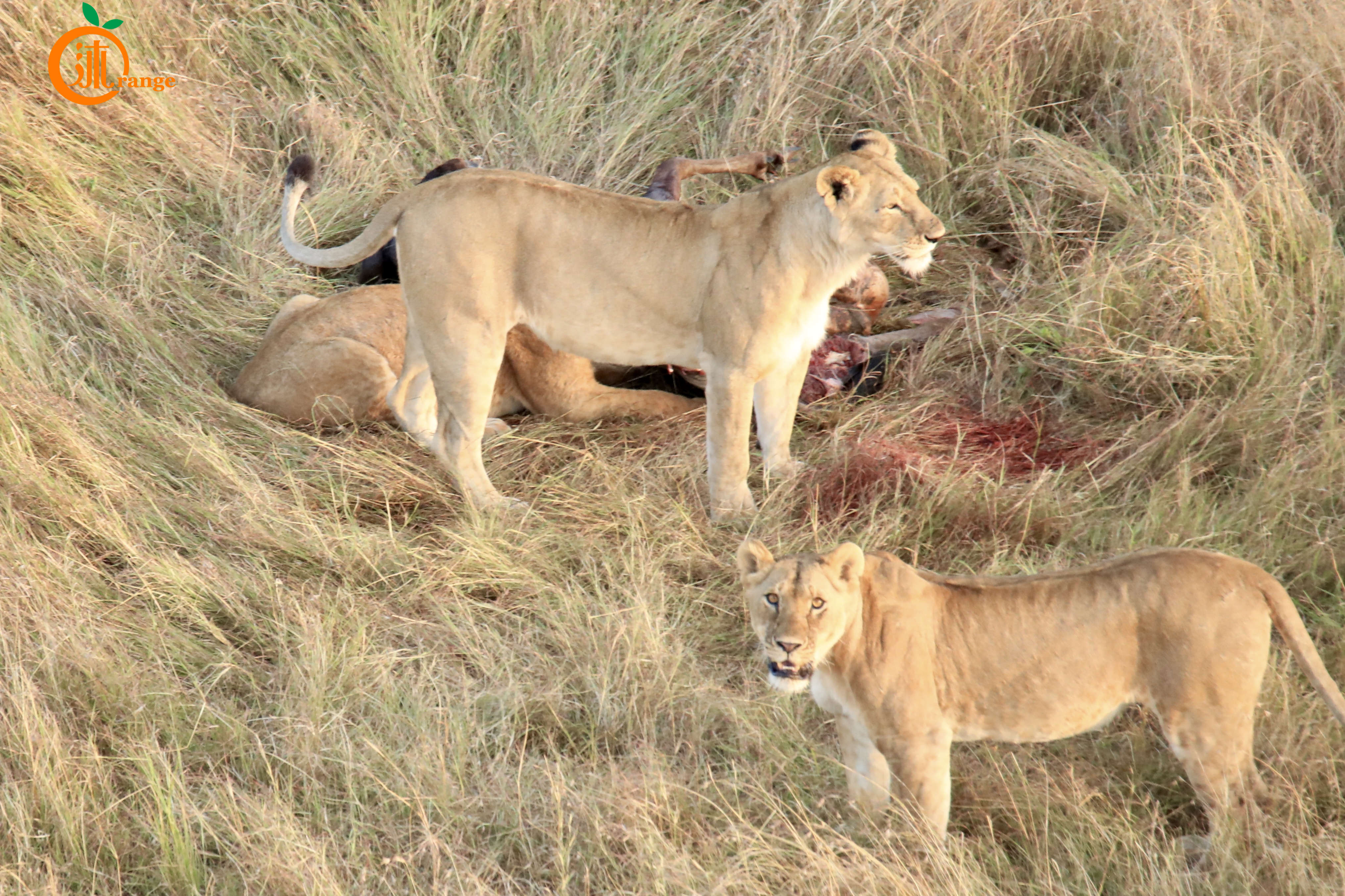 世界最昂贵的热气球在哪儿,热气球最贵多少钱