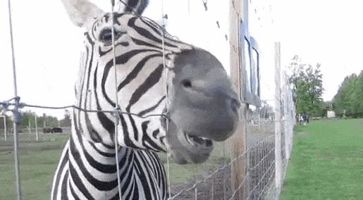 非洲斑马，食草动物界扛把子
