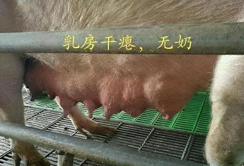 现在的脱霉剂该怎么选,牛脱霉剂的正确使用方法