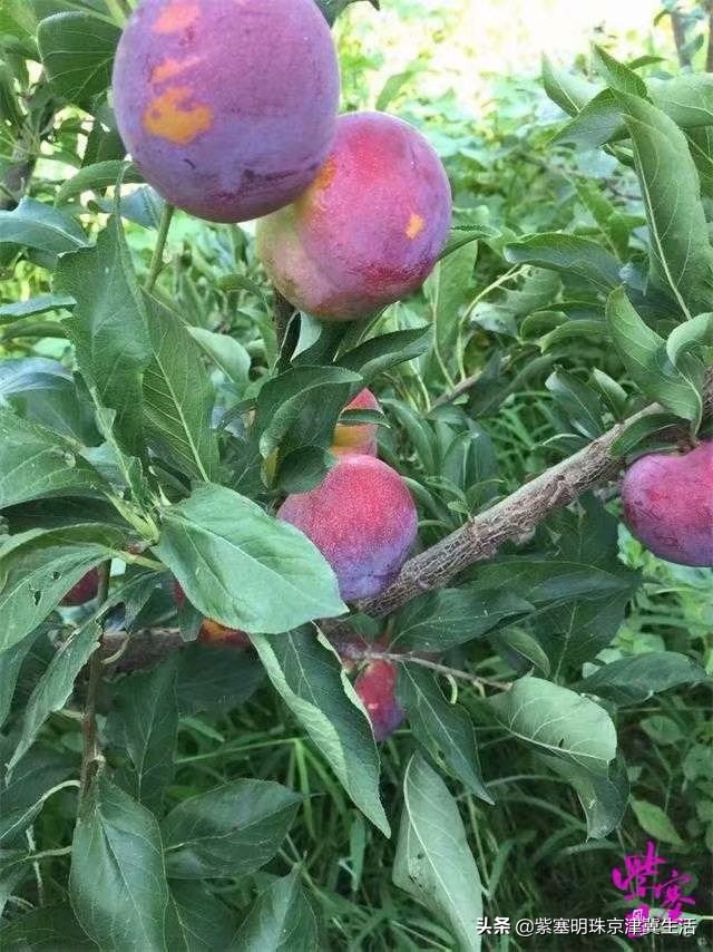 海边可以赶海吃住玩一体的农家院,秦皇岛黄金海岸牧海农家院