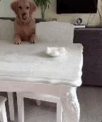 金毛把家淹了后续,金毛被阉