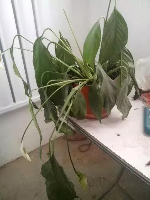 花儿蔫得快怎么回事,花儿都蔫儿了怎么办