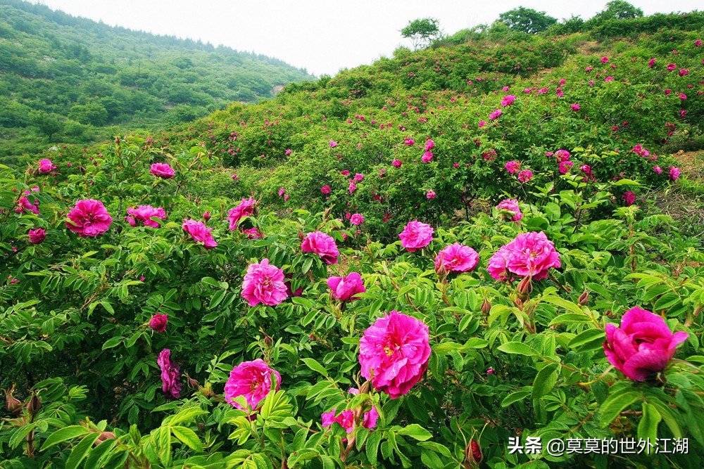 北京门头沟妙峰山旅游,北京门头沟妙峰山风景名胜区
