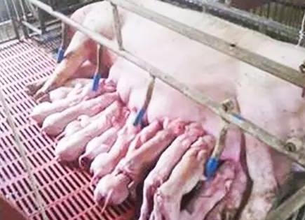 生产母猪吊针用什么针头,母猪产后消炎还可以打针吗