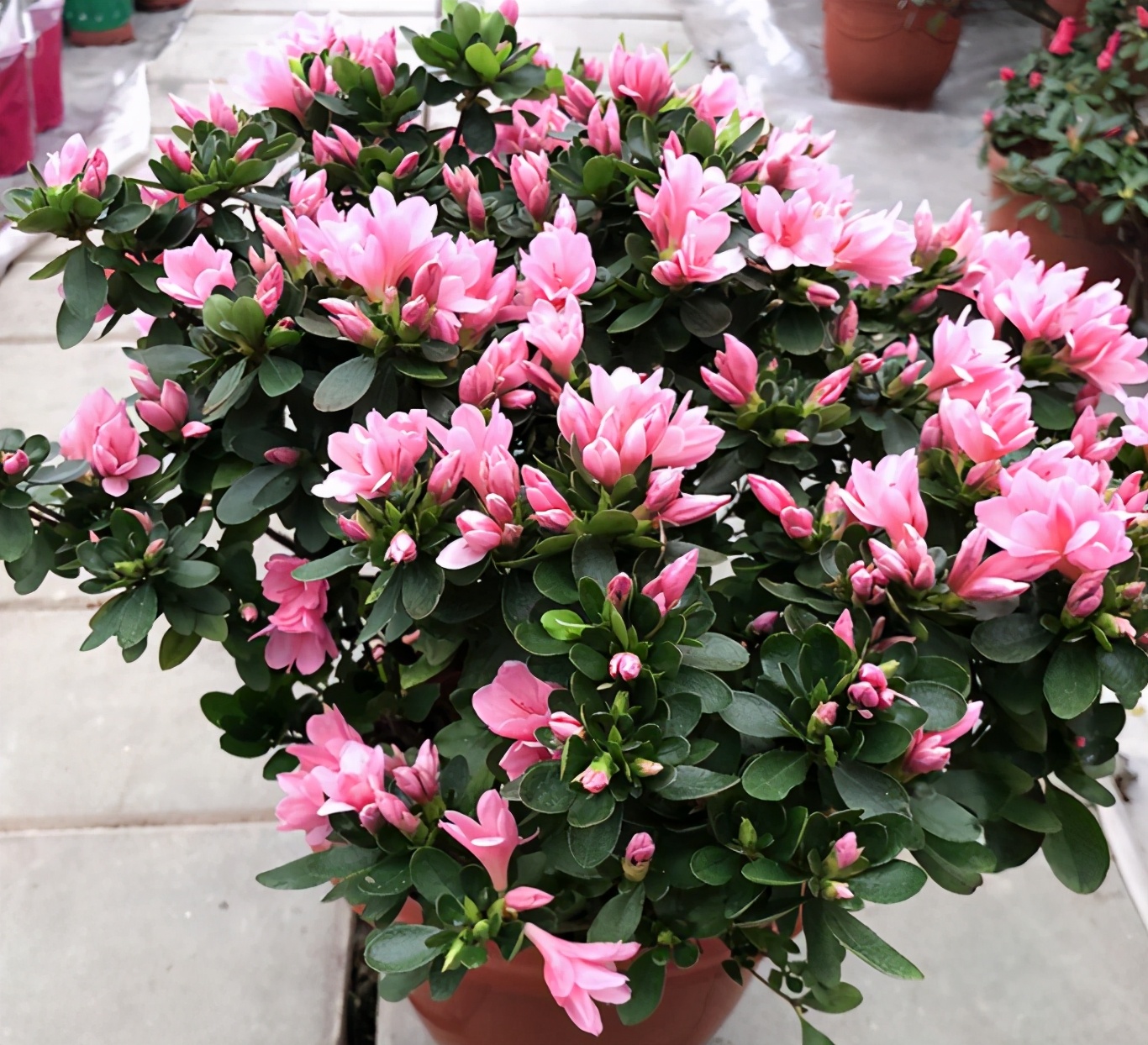 杜鹃花后怎么管理才能复花,杜鹃花开败了修枝修太多怎么办