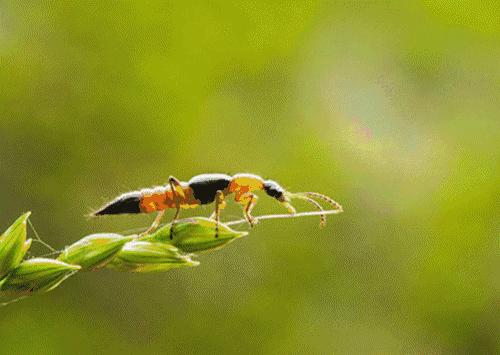小伙随手捏死一只虫，一觉醒来满脸脓包！这些虫不能拍，严重可致命