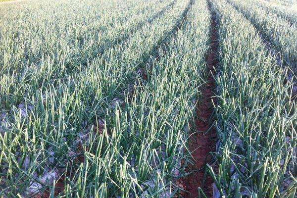 用树叶保护洋葱苗越冬,洋葱越冬要覆盖干树叶吗