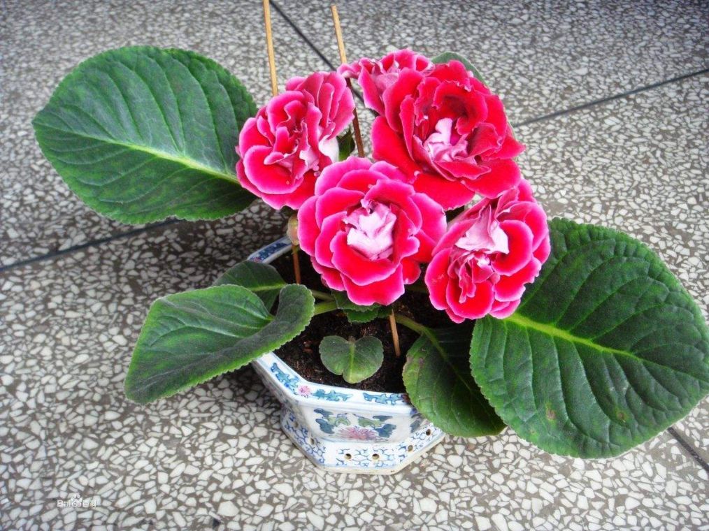 大岩桐叶子发黄有枯点怎么回事,大岩桐花叶子发黄叶边干枯怎么办