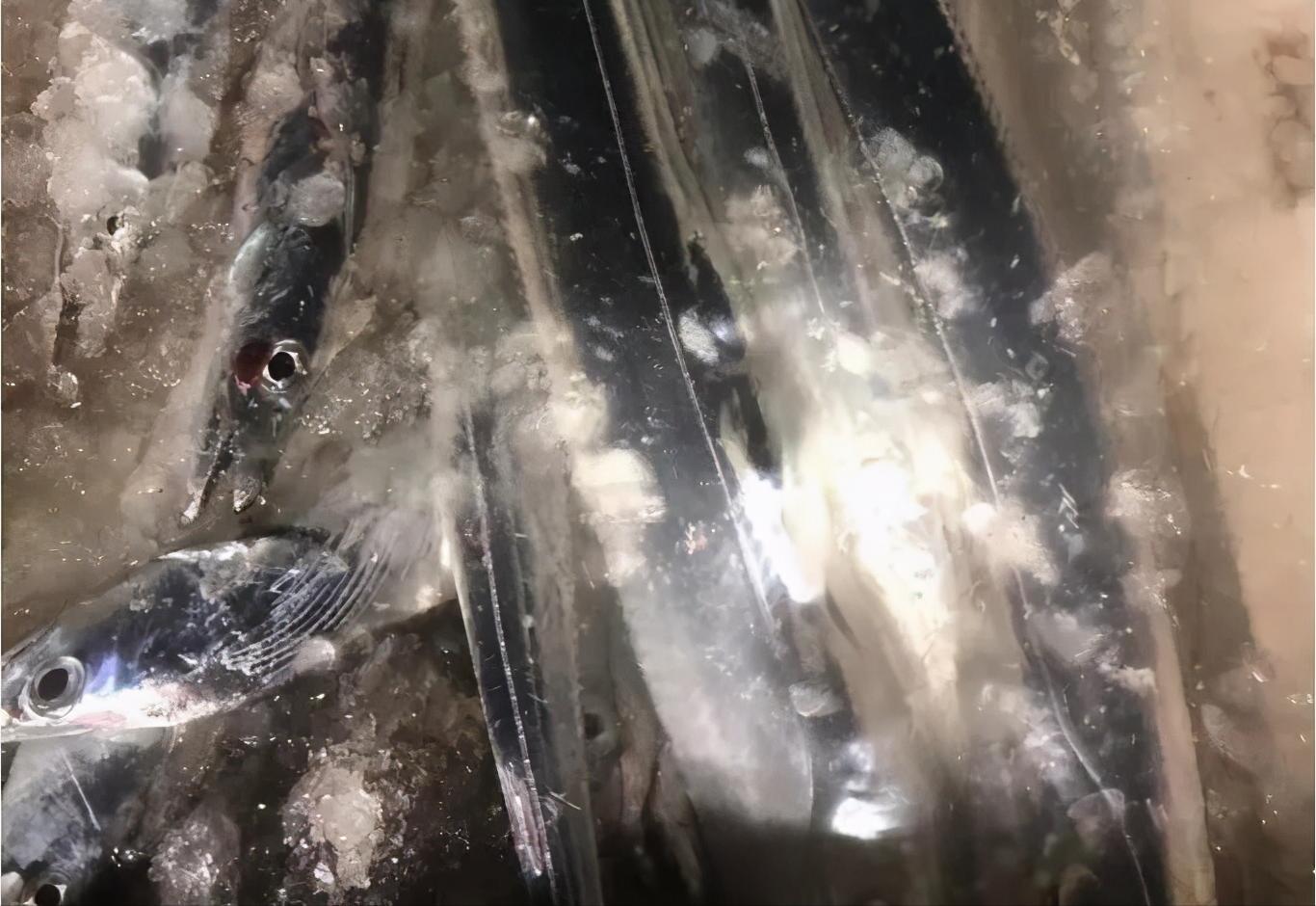 舟山带鱼特级多宽,舟山带鱼一般几指宽