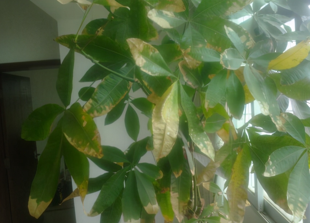 发财树叶片有斑点是什么病,发财树叶子变黄有黑点怎么回事