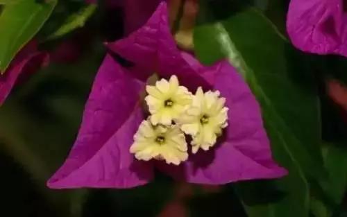 河南城市的市花有哪些花,全国56市市花图片