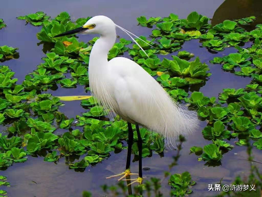 常见但是说不出名字的动物,六种不常见的鸟