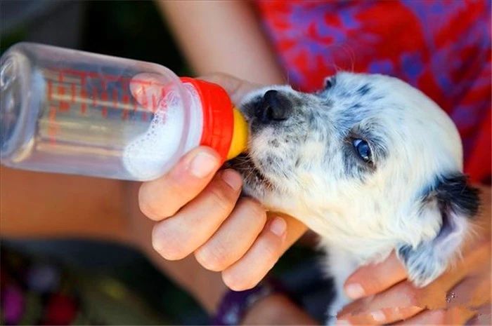 狗狗可以喝只有生牛乳的牛奶吗,幼狗狗可以喝脱脂牛奶吗