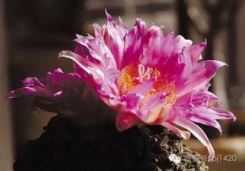 一棵牡丹能长到多大,一棵牡丹花能活多少年