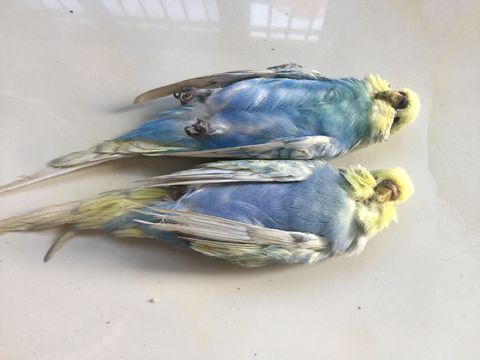 一男子买宠物拆散了一对,小伙买两只宠物猫