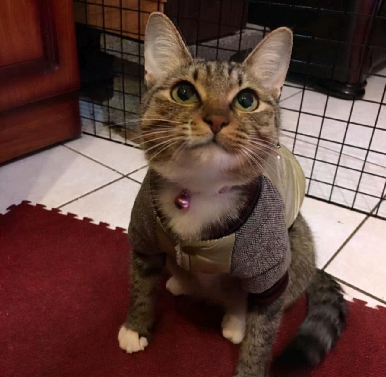 被怀孕母猫碰瓷,被怀孕猫咪碰瓷