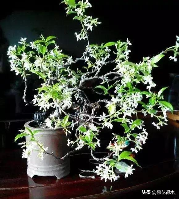 络石盆景的鉴赏与栽培养护