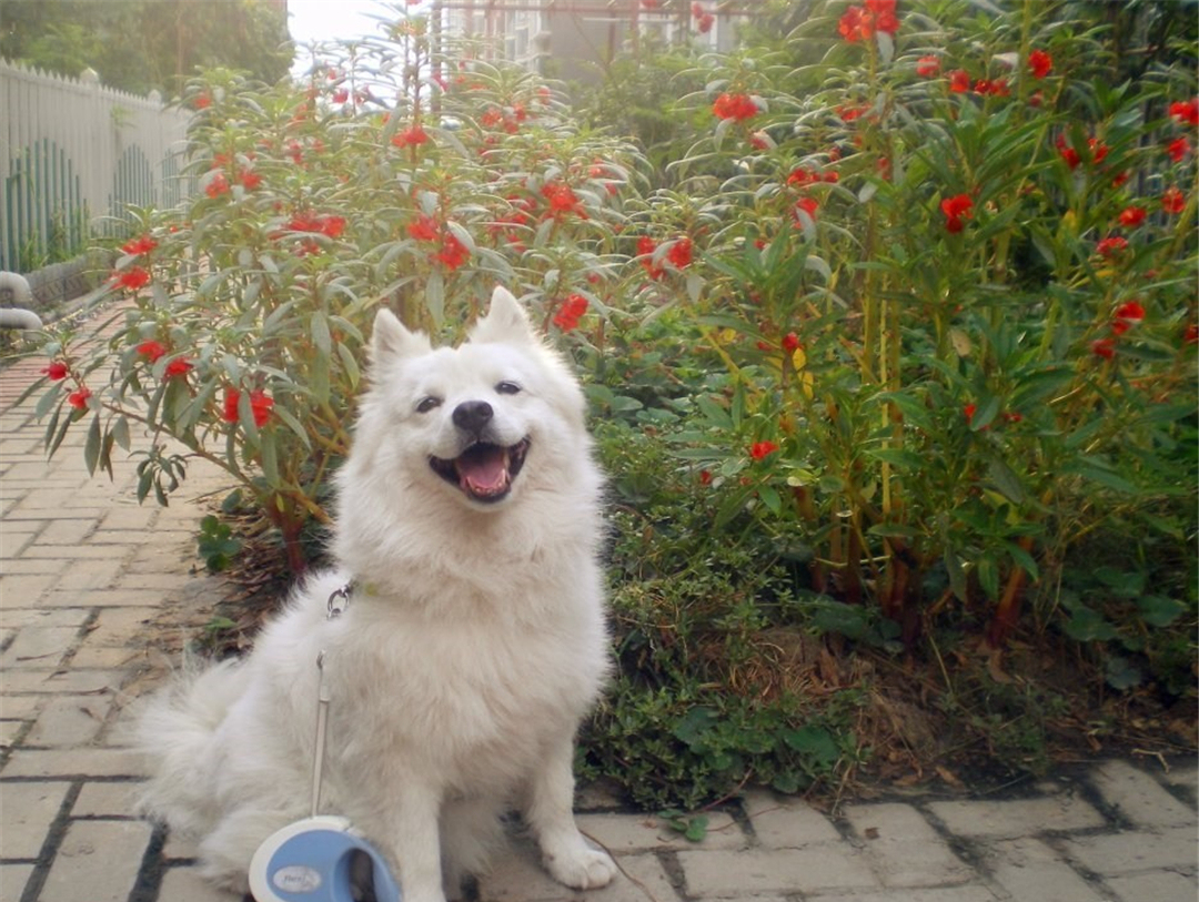 银狐犬应该怎么在家里喂养?在它吃东西的时候,不要打扰它