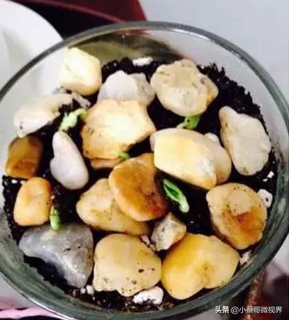 吃完的水果不要扔试试在家就能种,吃完的水果种子