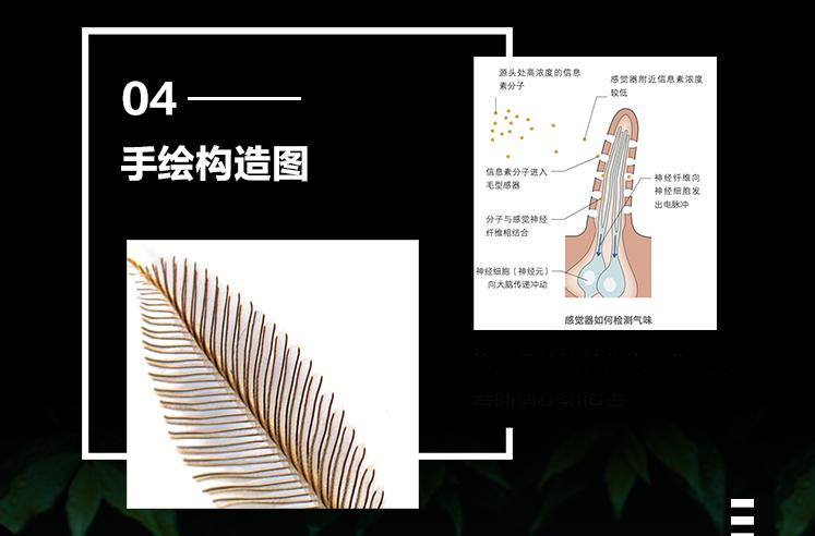 揭秘动物世界的“冷知识”,动物世界中的奇妙之处