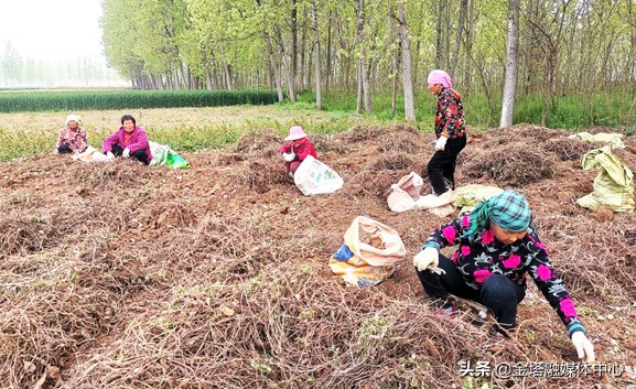 安徽亳州谯城区：小小何首乌致富“金钥匙”