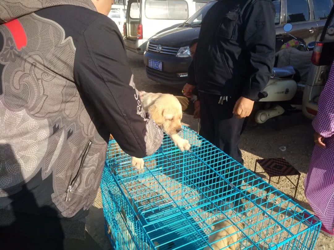 拉布拉多批发价,拉布拉多犬100元出售