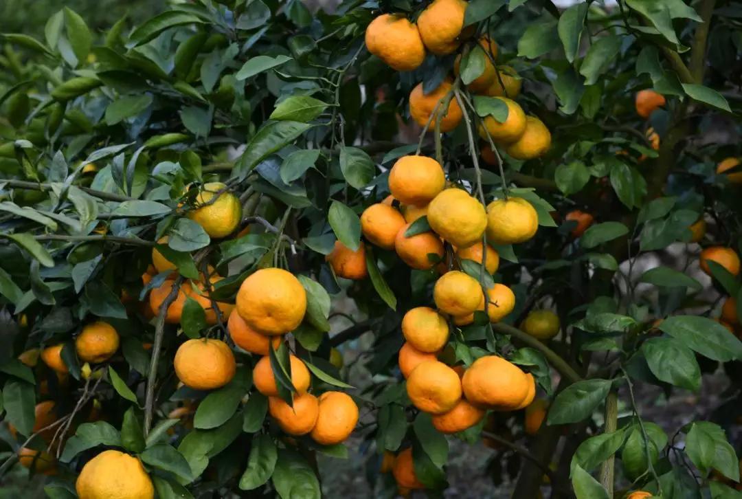 “blingbling”,黄得可爱的橘子可以从8月摘到来年2月!淳安中联村:临湖民宿处女地,甜甜蜜蜜看湖景