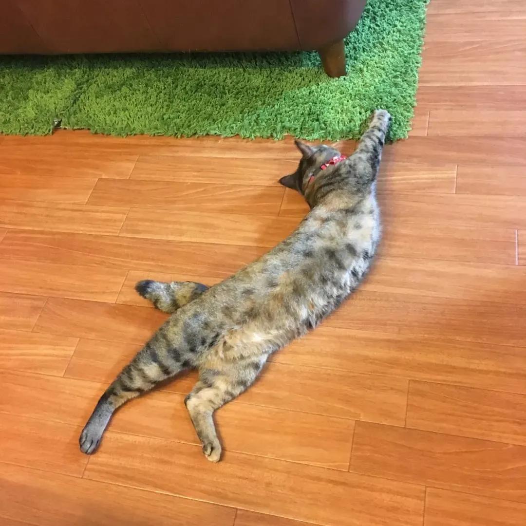 猫的终极凡尔赛：你的屏幕放不下我的腿