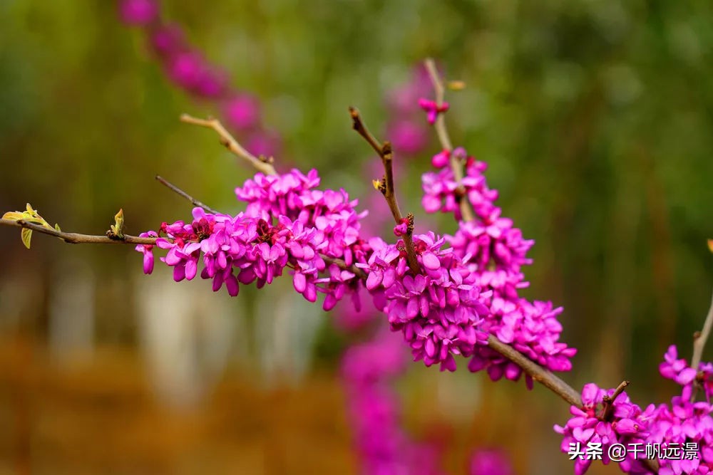 阳春四月迎来春,阳春四月槐花香