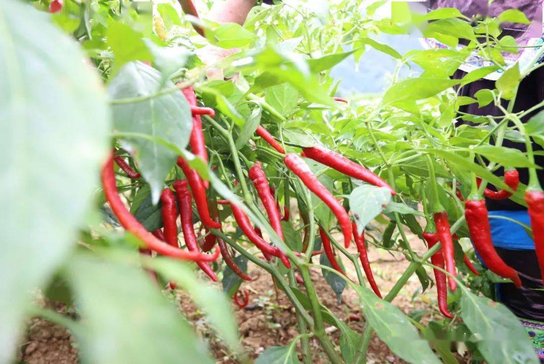 融水特色生态农业产业园,广西融水县特色产品