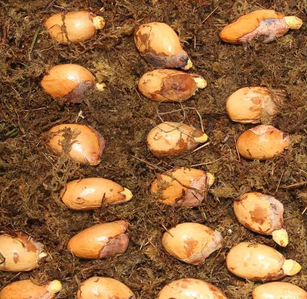 昂贵榴莲吃个够,榴莲的成长过程盆栽