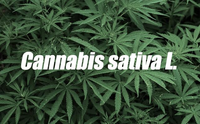 走红国外的*麻大**护肤品，适合国内市场吗？