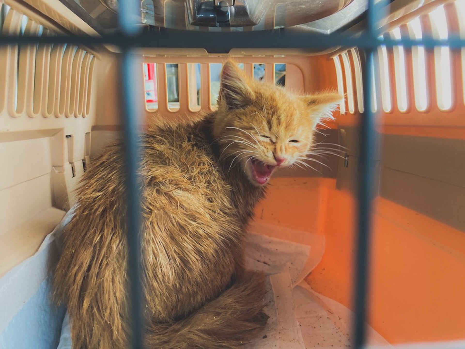 猫咪被困通风井六天救出来,猫咪被困男孩踮脚救助