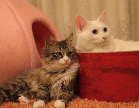 猫咪呼吸困难、体温升高，当心它患上胸膜炎，病猫需主人小心照看