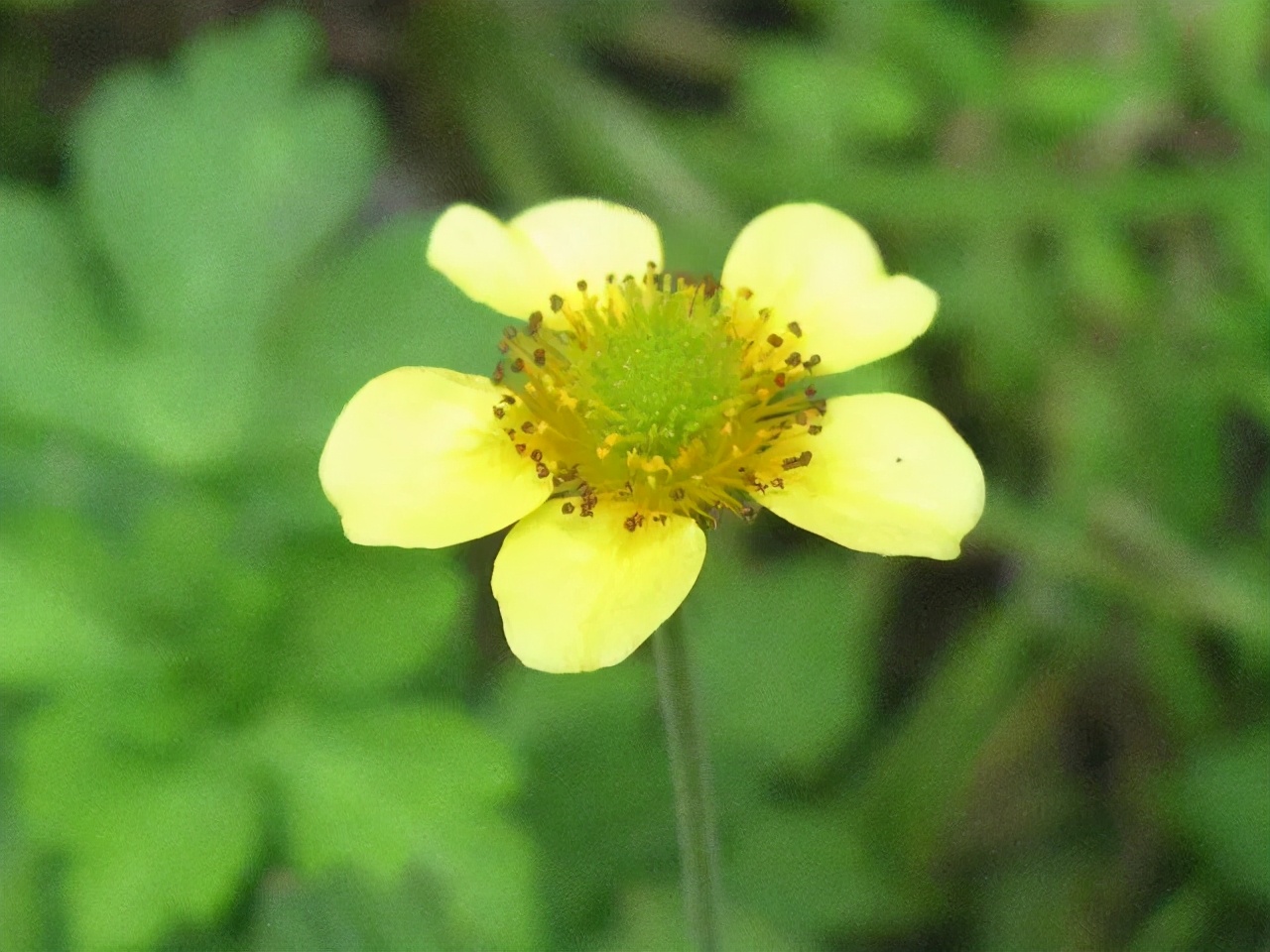 生日鲜花用哪几种花,代表友谊长存和生日快乐花语的花