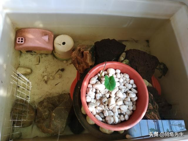 北方暖气房乌龟冬眠怎么养护,北方有暖气乌龟怎么养