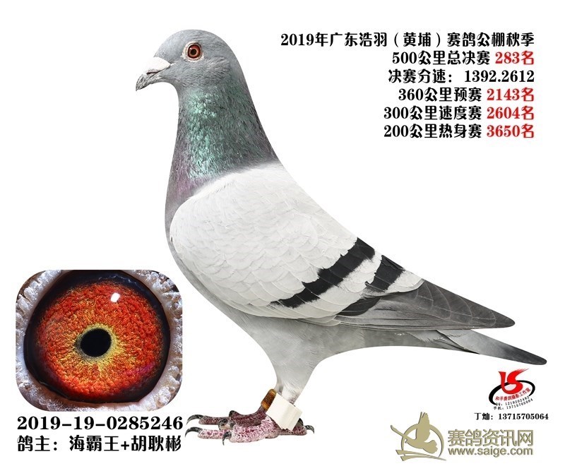 海霸王詹森纪录,冠霖公棚2017年获奖鸽欣赏