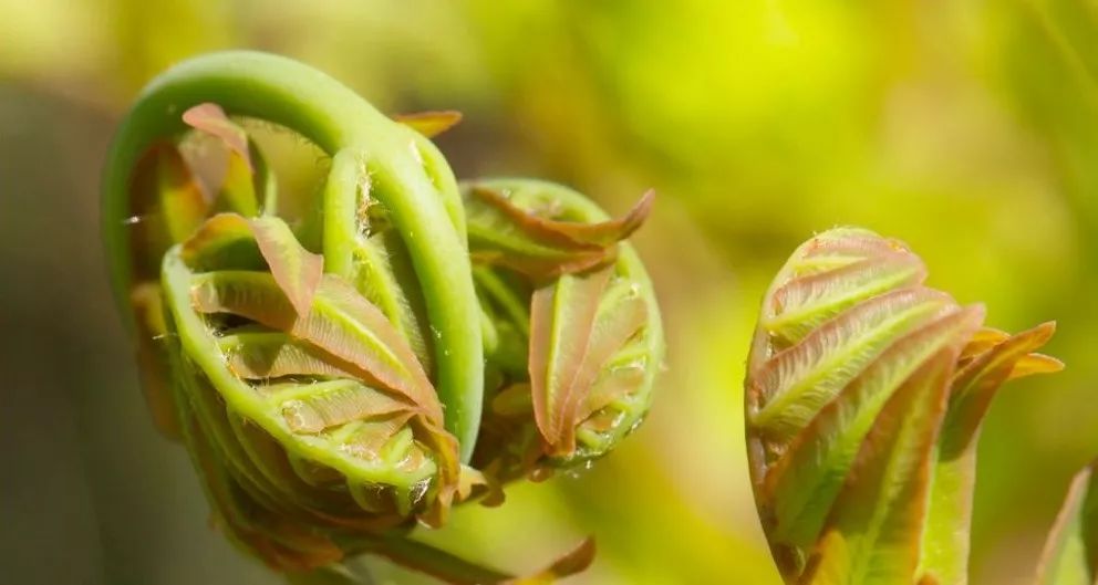 春日小野菜*戏调**指南
