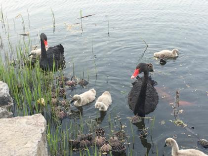 抖音专用云台摄像机,抖音专用防抖便携式的视频摄像机