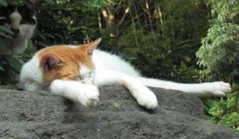 猫咪体外驱虫药用什么牌好,猫咪体外驱虫什么药比较好