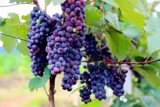 攀枝花哪种水果好吃 (攀枝花两种美味水果)