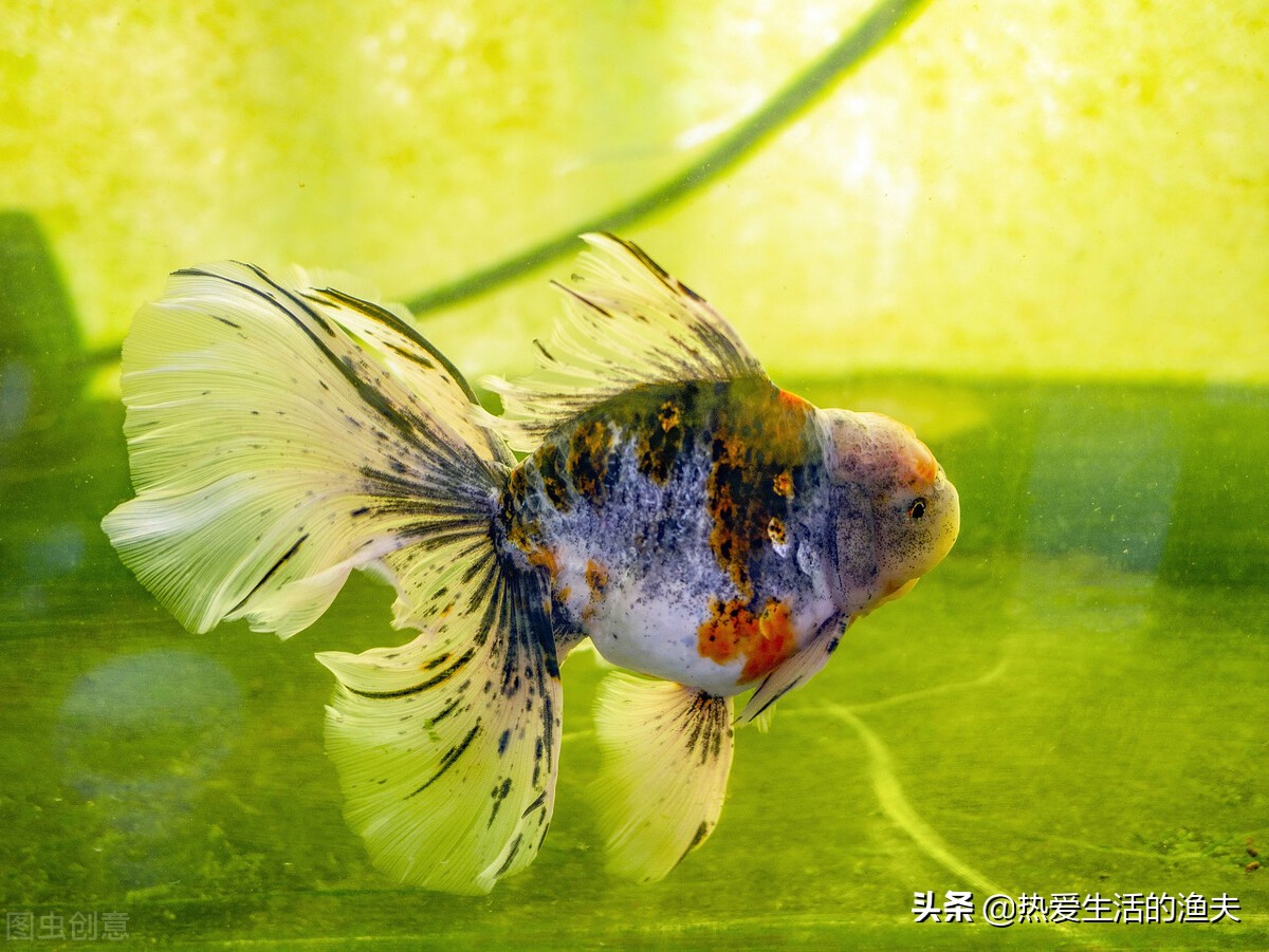 普通金鱼好养还是鎏金金鱼好养,哪个品种的金鱼最好养又好看